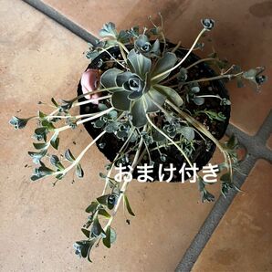 初心者様大丈夫！強い品種！抜き苗＋おまけ　10種類　多肉植物　セダム　ゆうパケット発送