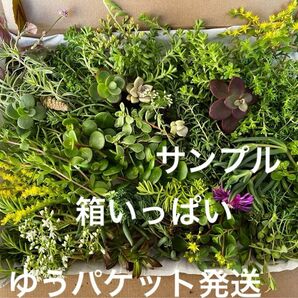 箱いっぱい！セダム他　カット苗＋おまけ　多肉植物　セダム　雑草予防　ゆうパケット発送