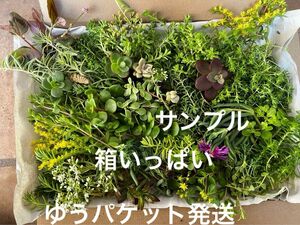 箱いっぱい！セダム他　カット苗＋おまけ　多肉植物　セダム　雑草予防　ゆうパケット発送