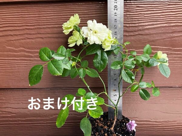 Pうさぎ　ミニバラ　グリーンアイス苗　抜き苗　丈夫 虫強 四季咲 ＋おまけ　ゆうパケット発送