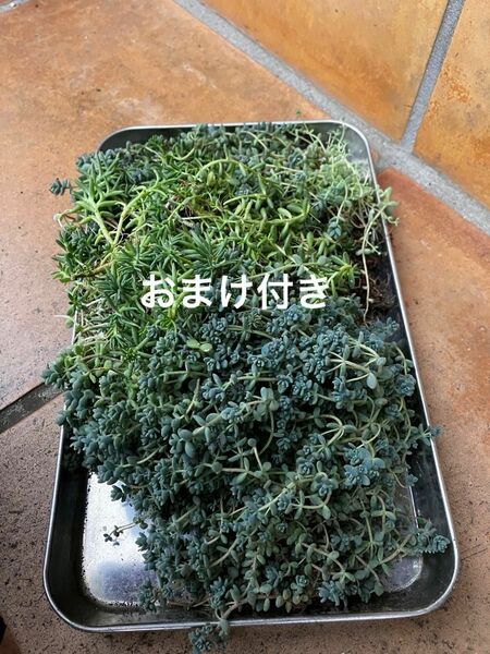 ダシフィルム 他　抜き苗＋おまけ　多肉植物　セダム　ネコポス発送