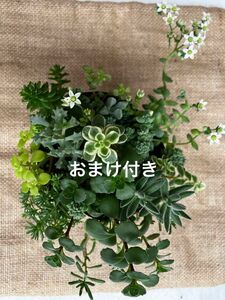 初心者様も大丈夫！イロトリドリ　抜き苗＋おまけ　多肉植物　セダム　ゆうパケット発送