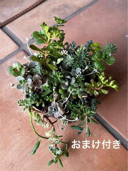 初心者様も大丈夫！強い品種！　抜き苗＋おまけ10種類　多肉植物　セダム　ゆうパケット発送