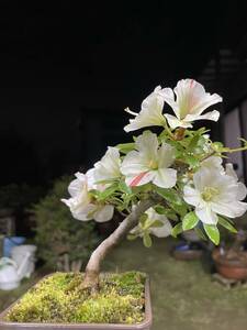 * satsuki бонсай * высота 12cm Rhododendron indicum товар вид неизвестен 