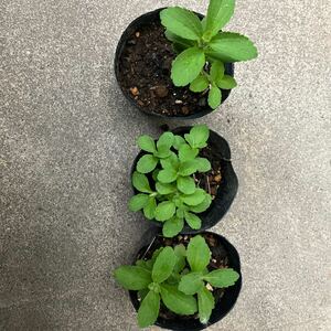  stevia. seedling 1 pot 6-8