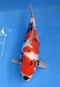  colored carp No09 Showa era three color . peace 3 year production 57cm colored carp 