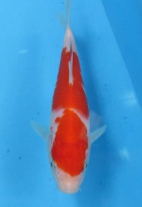  colored carp No408. white . peace 5 year production 16cm colored carp 