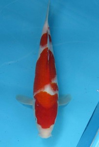  colored carp No08 jumbo this year ... white . peace 5 year production 30cm production certificate attaching colored carp 