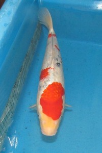  colored carp No12 silver . three color . peace 4 year production 36cm colored carp 
