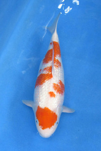  colored carp No07 silver .. white . peace 4 year production 49cm. part little ..... colored carp 