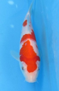 錦鯉 No424 紅白　令和5年産　18cm　錦鯉