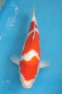  colored carp No27. white . peace 4 year production 40cm colored carp 