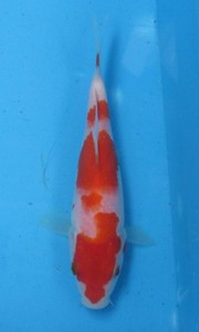 錦鯉　No474 紅白　令和5年産 15cm　錦鯉