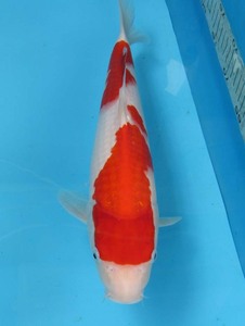  colored carp *No52 jumbo this year ... white . peace 5 year production 36cm colored carp 