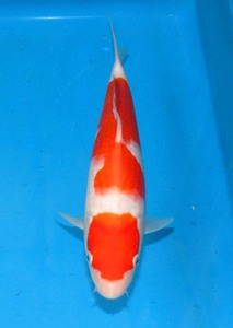  colored carp No34 jumbo this year ... white . peace 5 year production 28cm production certificate attaching colored carp 