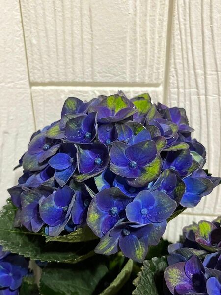 紫陽花　鉢花