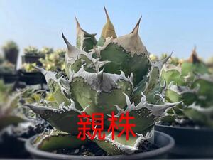 【FJ Agave】36 アガベ 星空AGAVE TC株