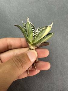 [FJ Agave]6 agave chitanota south Africa diamond SAD. go in SAD. special selection succulent plant 