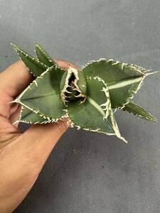 [FJ Agave]14 agave chitanota south Africa diamond SAD. go in SAD. special selection succulent plant 