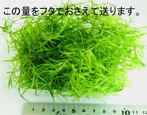 ナヤス　（Ｍパック）　水草　日本原産　プランツ　シュリンプ　メダカ　カラシン類　和風　熱帯魚　アクア
