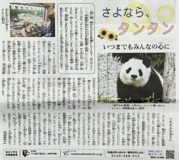 ☆【さよなら、タンタン いつまでもみんなの心に】2024年4月11日 毎日小学生新聞 記事 ☆／ジャイアントパンダ・神戸市立王子動物園・旦旦