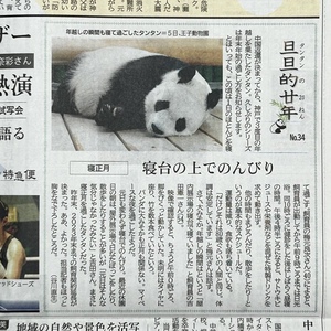 ☆【旦旦的廿年 タンタンの20ねん No.34～寝正月】2023年1月25日 神戸新聞 記事 ☆／ジャイアントパンダ・神戸市立王子動物園