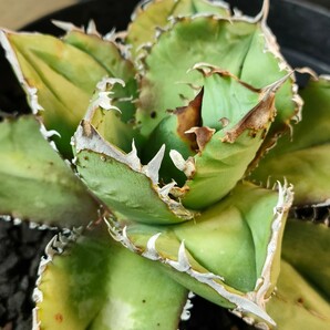 【hiiro】稀少 アガベ 皇冠 子株 agave crown （検 チタノタ オテロイ の画像4