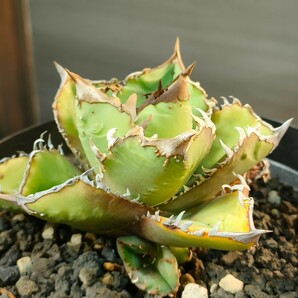 【hiiro】稀少 アガベ 皇冠 子株 agave crown （検 チタノタ オテロイ の画像2