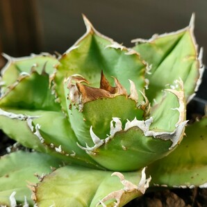 【hiiro】稀少 アガベ 皇冠 子株 agave crown （検 チタノタ オテロイ の画像3