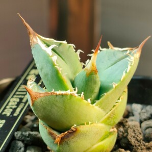 【hiiro】大きめ 鰐亀 アガベ 子株 agave titanota （検 チタノタ オテロイ ブツブツ の画像6