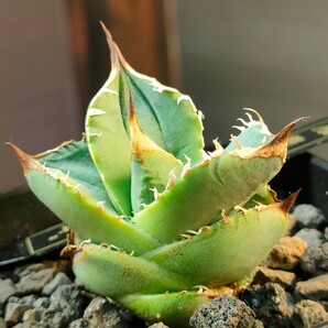 【hiiro】大きめ 鰐亀 アガベ 子株 agave titanota （検 チタノタ オテロイ ブツブツ の画像4