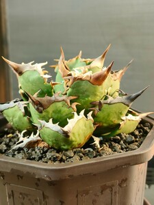 【hiiro】稀少 アガベ バカラ 子株 agave titanota bakarat（検 チタノタ オテロイ イタリア