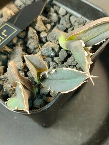 [hiiro]① OC. person set agave . stock agave titanota werewolf ( inspection chitanotao terrorism i departure root settled 