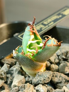 [hiiro] agave or is ka babes . stock agave titanota oaxaca ( inspection chitanotao terrorism i have zonamelik long 