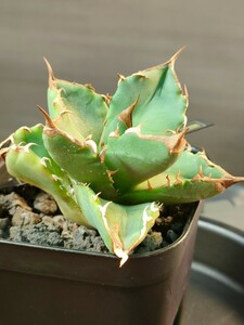 【hiiro】アガベ 白火焔 犀牛系 子株 agave titanota white fire type-A（検 チタノタ オテロイ ホワイトファイヤー 白炎 白火