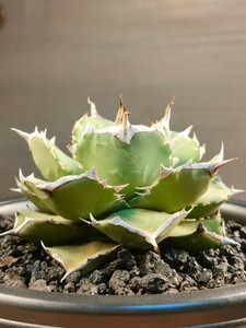 [hiiro] pot .. rare agave emperor . stock agave emperor ( inspection chitanotao terrorism i departure root settled 