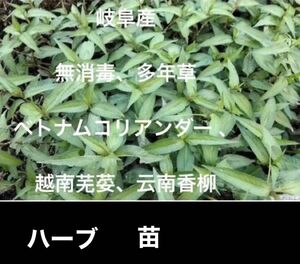 岐阜産、無農薬、多年草、ベトナムコリアンダー　　　　挿し木苗　　安心、根付き株　　1セット　　3本