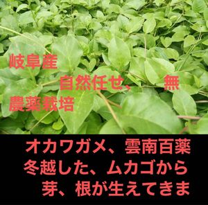 岐阜産、無農薬、オカワガメ　　雲南百薬 冬越した、ムカゴから芽、根が生え　　　抜き苗　　1セット 5本　ランダム