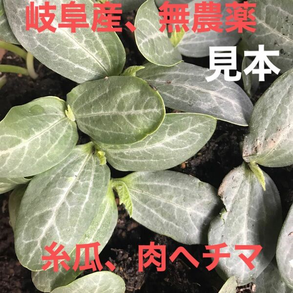 岐阜産、無消毒、除草剤化学肥料不使用家庭菜園　　自家採種の固定種、栽培無制限、☆ 肉糸瓜、丸ヘチマ　　抜き苗　　3株