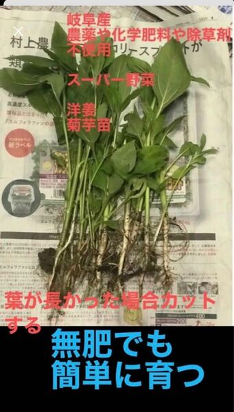 お試し、手入らず、簡単に育つ、岐阜産、農薬や化学肥料、除草剤不使用話題のスーパー野菜　　　菊芋　　種芋　15株、安心芽確認済みす