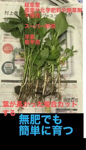 岐阜産、農薬や化学肥料、除草剤不使用、話題のスーパー野菜　　　菊芋　洋姜 抜き苗　15株