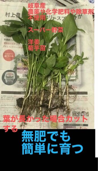 岐阜産、農薬や化学肥料、除草剤不使用、話題のスーパー野菜　　　菊芋　洋姜 抜き苗　10株