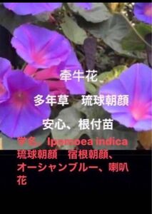 岐阜産、多年草　　　琉球朝顔　　オーシャンブルー　　　冬越しだ、たくましい苗　　　　安心、芽、根つきのカット苗、2本＋1予備