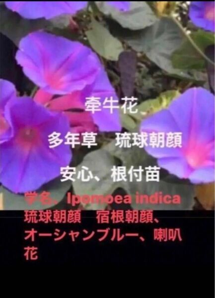 岐阜産多年草　　　琉球朝顔　　オーシャンブルー　　　冬越しだ、たくましい苗、安心、芽、根つき■ 1セット 3本　＋1予備苗