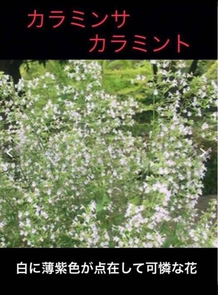 岐阜産、天然ハーブ、多年草、カラミンサ 又は、 カラミント 冬越た、抜き苗、5株