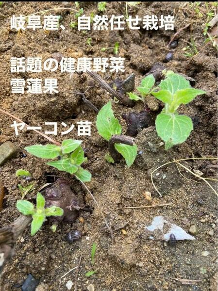 岐阜産、自然任せ栽培、農薬や化学肥料や除草剤未使用、話題の健康野菜、雪蓮果、ヤーコン苗、5株