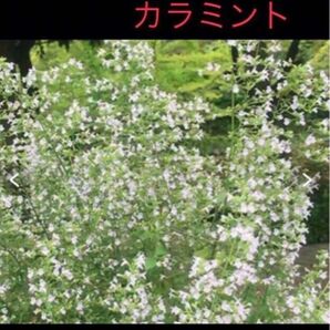 岐阜産、無農薬のハーブ シソ科、多年草　カラミンサ　　 又は、 カラミント　 抜き苗、　　 1セット 3株、　 