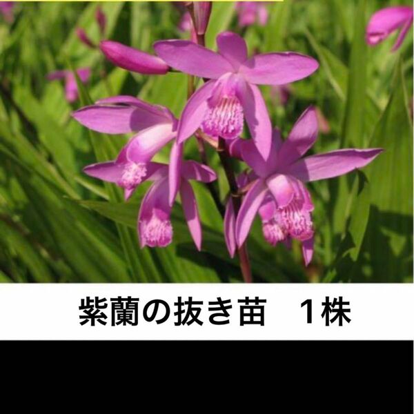 山野草　紫蘭　シラン　抜き苗　1株