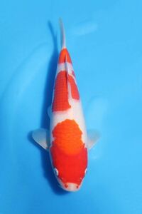 * colored carp departure .. ground from all country . oriented * spring. establish did festival!! No.16 [. white ] 28. popular shop. name common carp . on this occasion certainly!