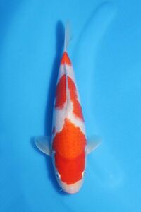 * colored carp departure .. ground from all country . oriented * spring. establish did festival!! No.07 [. white ] 25. popular shop. name common carp . on this occasion certainly!